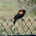 紅肩黑鳥(Red Winged Black Bird)