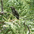 安娜蜂鳥在加州胡椒樹上小憩