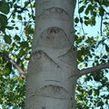 加州榿木(樺木科)﹐樹幹布滿眼睛。歡迎閱讀文章創作〈眼睛樹〉。
