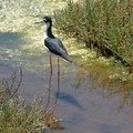 Black-necked Stilt。公鳥背部羽毛黑色。