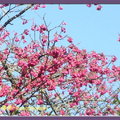 阿里山~ 山櫻花
