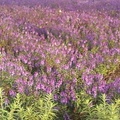 紫花叢