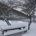 冬在紐約 ～ 山中湖 - 1
