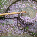 粗坑窯紫藤花開