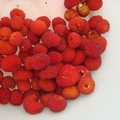 酸甜美味的果實(刺莓)