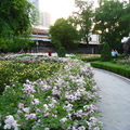 上海復興公園2009/05/10 - 1