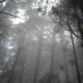 霧中森林
