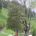 瑞士 連鄉間小 路都美的叫 人屏息
