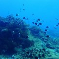 綠島-潛水之旅 - 1