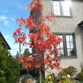 2007年溫哥華處處見彩葉