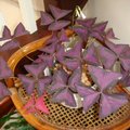 紫葉酢漿草(1)
