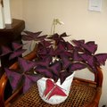 紫葉酢漿草(2)