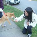 小女-與日本小柴犬