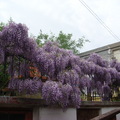 紫藤1