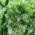 手帕樹或白鴿樹的苞葉在微風中飄蕩很像手帕或白鴿,因而得名--1
