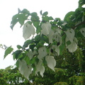 手帕樹或白鴿樹的苞葉在微風中飄蕩很像手帕或白鴿,因而得名--2