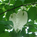 手帕樹或白鴿樹的苞葉在微風中飄蕩很像手帕或白鴿,因而得名--3