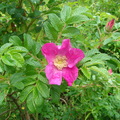 波蘭種薔薇--花瓣可泡茶