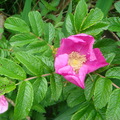 波蘭種薔薇--花瓣可泡茶2