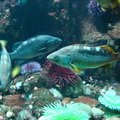 4.魚與海膽、海星、海葵