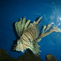 8.有毒刺的獅子魚 Lionfish
