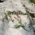 07年種的,08年又冒出來,結果在四月遇到不該遇的大雪