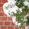 前院柏樹側枝上的積雪與冰柱(請注意冰柱不是垂直走向)