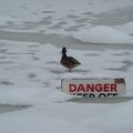 結凍的鴨子湖上,野鴨看一看'危險禁入'的標示後大步向湖心走去,一付瞧不起人類膽小的態勢