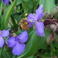 我家的花木 - Spiderwort 採蜜中的bee