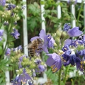 我家的花木 - 採蜜中的蜜蜂