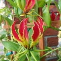 我家的花木 - Gloriosa Lily