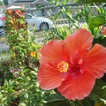 我家的花木 -Hibiscus 芙蓉花