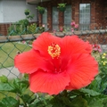 我家的 Hibiscus 芙蓉花