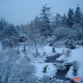最新作品:2007年1月10日及11日溫哥華皇后公園雪景,歡迎指教