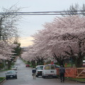 早春櫻花行道樹