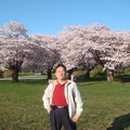 女王公園櫻花樹
