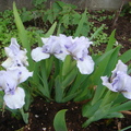 矮種鳶尾花 Iris