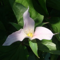 安大略省省花-2 Trillium 屬瀕臨絕種植物