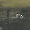2007 年 2 月 5 日
Queen Elizabeth Park 內鴨子湖及池塘的鳥群,包括可愛的雀鴨