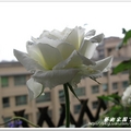 空中花園的白玫瑰