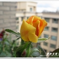 空中花園的黃玫瑰