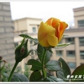 空中花園的黃玫瑰