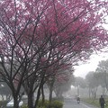 台北藝術家附近公園路的櫻花步道, 我最愛散步的地方...