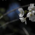 朝露桜