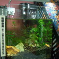 Fish Jar at Office001