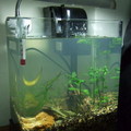 Fish Jar at Home001