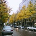 北海道舊道廳前的銀杏樹