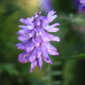 很愛的淡紫花