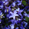 藍小花