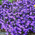 紫小花